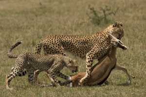 cheetah